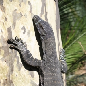 Varanus varius at Mogareeka, NSW - 25 Feb 2020