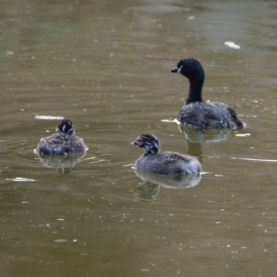 Tachybaptus novaehollandiae (Australasian Grebe) at Federal Golf Course - 15 Jan 2020 by JackyF