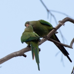 Polytelis swainsonii (Superb Parrot) at Hughes, ACT - 7 Jan 2020 by JackyF