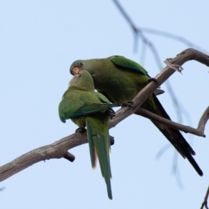 Polytelis swainsonii at Hughes, ACT - 7 Jan 2020