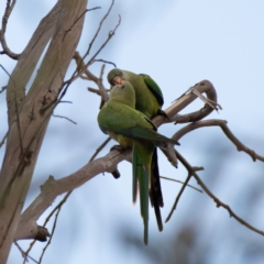 Polytelis swainsonii at Hughes, ACT - 7 Jan 2020