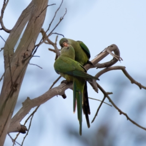 Polytelis swainsonii at Hughes, ACT - 7 Jan 2020