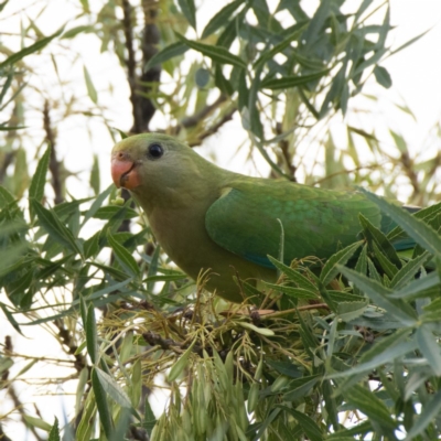 Polytelis swainsonii (Superb Parrot) at Hughes, ACT - 7 Jan 2020 by JackyF