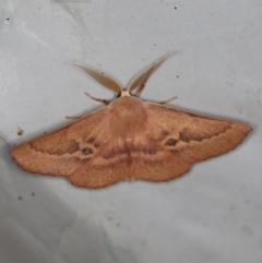 Monoctenia falernaria (Patched Leaf Moth) at Cotter River, ACT - 7 Feb 2019 by ibaird