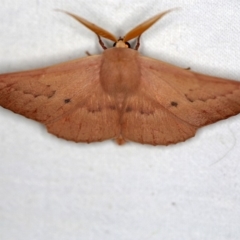 Monoctenia falernaria at Cotter River, ACT - 7 Feb 2019 09:18 PM