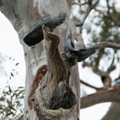 Callocephalon fimbriatum (Gang-gang Cockatoo) at Garran, ACT - 15 Jan 2020 by JackyF