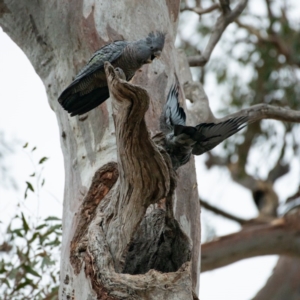 Callocephalon fimbriatum at Garran, ACT - 15 Jan 2020