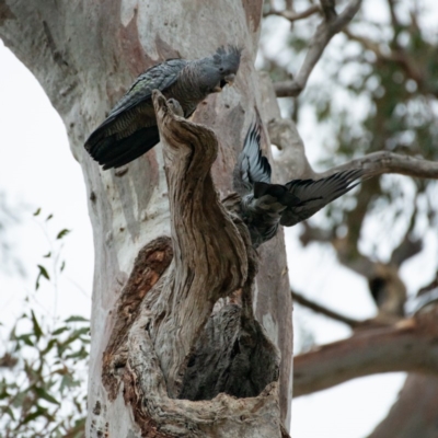 Callocephalon fimbriatum (Gang-gang Cockatoo) at Federal Golf Course - 15 Jan 2020 by JackyF