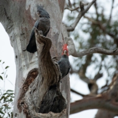 Callocephalon fimbriatum at Garran, ACT - 15 Jan 2020