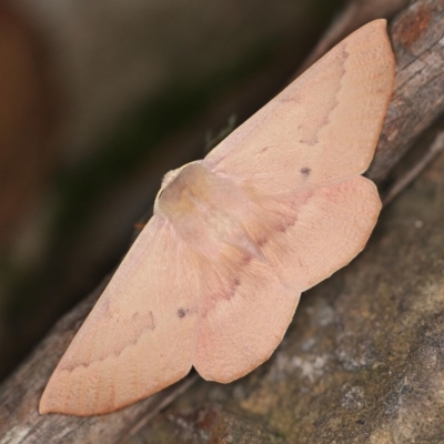 Monoctenia falernaria (Patched Leaf Moth) at Namadgi National Park - 7 Feb 2019 by ibaird