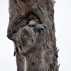 Callocephalon fimbriatum (Gang-gang Cockatoo) at Garran, ACT - 15 Jan 2020 by JackyF