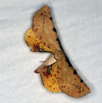 Parepisparis lutosaria (Bright Twisted Moth) at Namadgi National Park - 7 Feb 2019 by ibaird