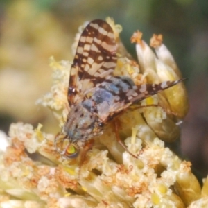 Tephritidae sp. (family) at Kosciuszko National Park, NSW - 22 Feb 2020