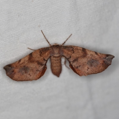 Parepisparis virgatus (Brown Twisted-moth) at Namadgi National Park - 7 Feb 2019 by ibaird