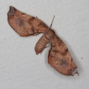 Parepisparis virgatus at Cotter River, ACT - 7 Feb 2019 08:18 PM