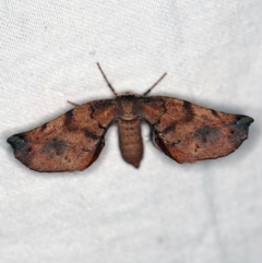 Parepisparis virgatus at Cotter River, ACT - 7 Feb 2019