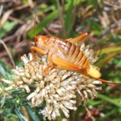 Gryllacrididae sp. (family) (Wood, Raspy or Leaf Rolling Cricket) at Kosciuszko National Park - 22 Feb 2020 by Harrisi