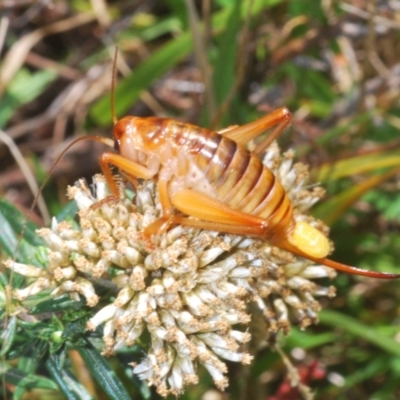 Gryllacrididae sp. (family) (Wood, Raspy or Leaf Rolling Cricket) at Kosciuszko National Park - 22 Feb 2020 by Harrisi