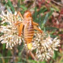 Gryllacrididae sp. (family) at Kosciuszko National Park, NSW - 22 Feb 2020