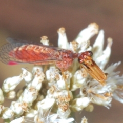 Mantispidae (family) (Unidentified mantisfly) at Kosciuszko National Park, NSW - 22 Feb 2020 by Harrisi