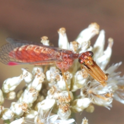 Mantispidae (family) (Unidentified mantisfly) at Kosciuszko National Park - 22 Feb 2020 by Harrisi