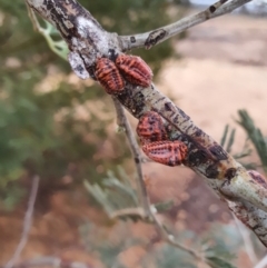 Icerya acaciae (Acacia mealy bug) at Gundaroo, NSW - 16 Feb 2020 by Gunyijan