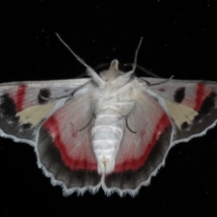 Crypsiphona ocultaria at Ainslie, ACT - 2 Feb 2020