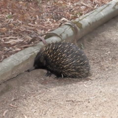 Tachyglossus aculeatus at Hackett, ACT - 25 Feb 2020 12:26 PM