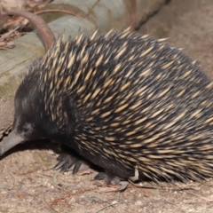 Tachyglossus aculeatus at Hackett, ACT - 25 Feb 2020