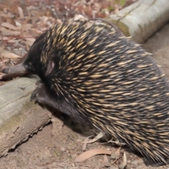 Tachyglossus aculeatus at Hackett, ACT - 25 Feb 2020 12:26 PM