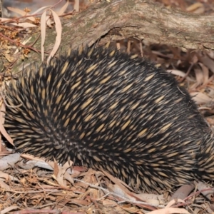 Tachyglossus aculeatus at Hackett, ACT - 25 Feb 2020 12:26 PM