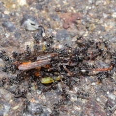 Iridomyrmex sp. (genus) (Ant) at Hackett, ACT - 25 Feb 2020 by TimL