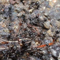Iridomyrmex sp. (genus) at Hackett, ACT - 25 Feb 2020