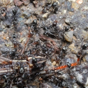 Iridomyrmex sp. (genus) at Hackett, ACT - 25 Feb 2020