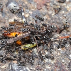 Iridomyrmex sp. (genus) at Hackett, ACT - 25 Feb 2020 11:37 AM