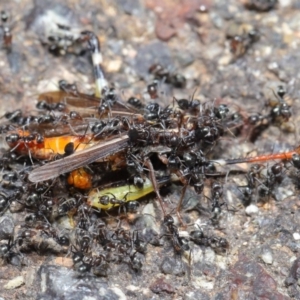 Iridomyrmex sp. (genus) at Hackett, ACT - 25 Feb 2020 11:37 AM