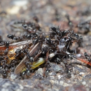 Iridomyrmex sp. (genus) at Hackett, ACT - 25 Feb 2020 11:37 AM