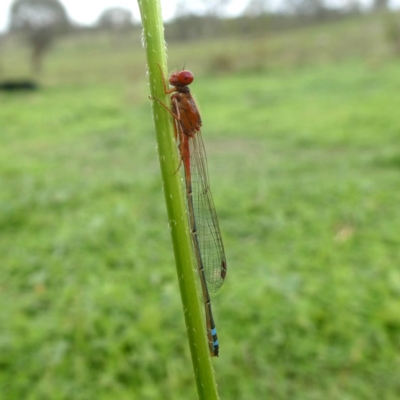 Xanthagrion erythroneurum (Red & Blue Damsel) at QPRC LGA - 26 Feb 2020 by Wandiyali