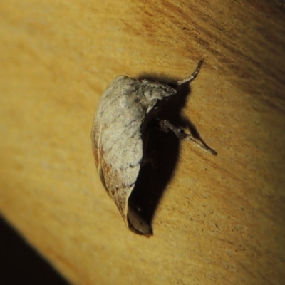 Tortricopsis pyroptis (A Concealer moth (Wingia Group)) at Conder, ACT - 21 Dec 2019 by michaelb