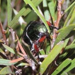 Repsimus manicatus montanus (Green nail beetle) at Point Hut to Tharwa - 21 Dec 2019 by michaelb