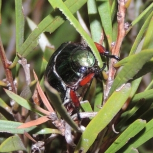 Repsimus manicatus montanus at Tharwa, ACT - 21 Dec 2019 09:19 PM