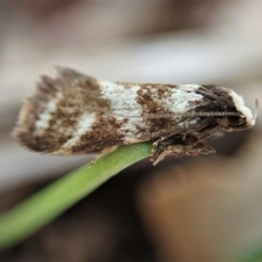 Isomoralla eriscota (Philobota Group) at Cook, ACT - 17 Feb 2020 by CathB