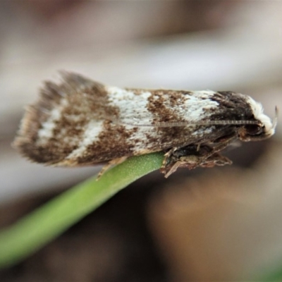 Isomoralla eriscota (A concealer moth) at Cook, ACT - 17 Feb 2020 by CathB