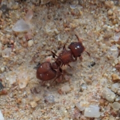 Meranoplus sp. (genus) (Shield Ant) at Mount Painter - 17 Feb 2020 by CathB