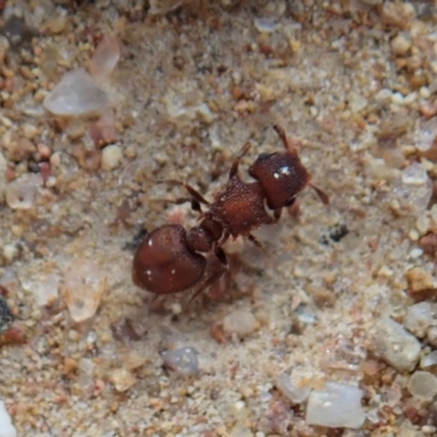 Meranoplus sp. (genus) (Shield Ant) at Mount Painter - 17 Feb 2020 by CathB