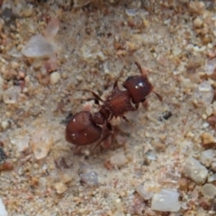 Meranoplus sp. (genus) (Shield Ant) at Cook, ACT - 17 Feb 2020 by CathB