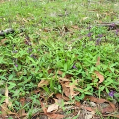 Glycine tabacina (Variable Glycine) at Mount Painter - 25 Feb 2020 by CathB