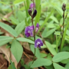 Glycine tabacina at Cook, ACT - 26 Feb 2020