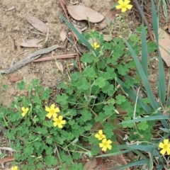 Oxalis sp. (Wood Sorrel) at Dunlop, ACT - 25 Feb 2020 by CathB