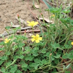 Oxalis sp. at Dunlop, ACT - 26 Feb 2020